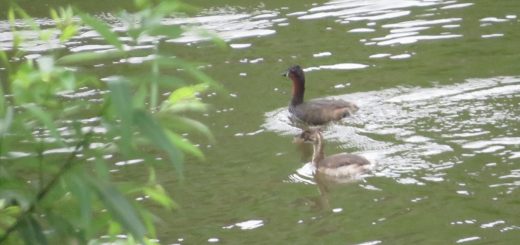 カイツブリ親子