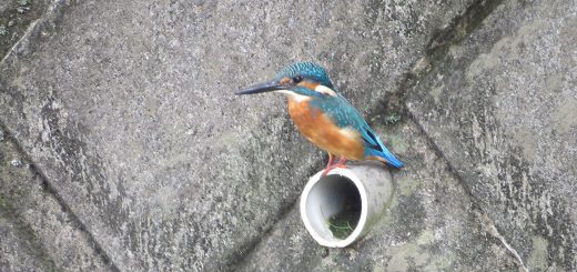 カワセミ雄メイン