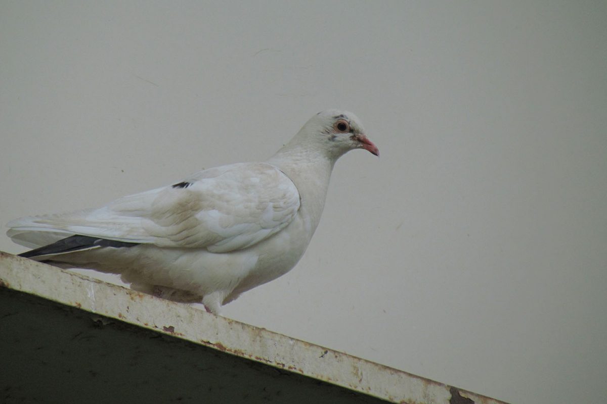 ドバト（カワラバト）白
