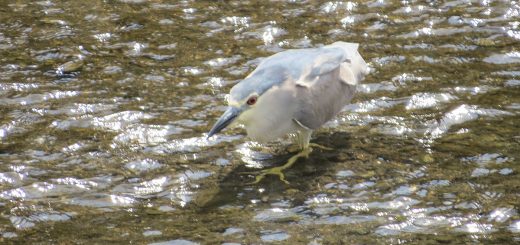 ゴイサギしゃがみ