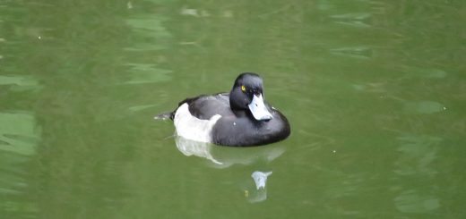 キンクロハジロメイン