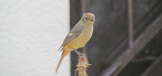 ジョウビタキ雌