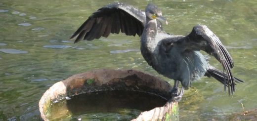 カワウ羽を干す