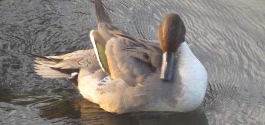オナガガモ風切り羽みどり