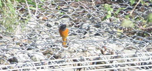 ジョウビタキ雄