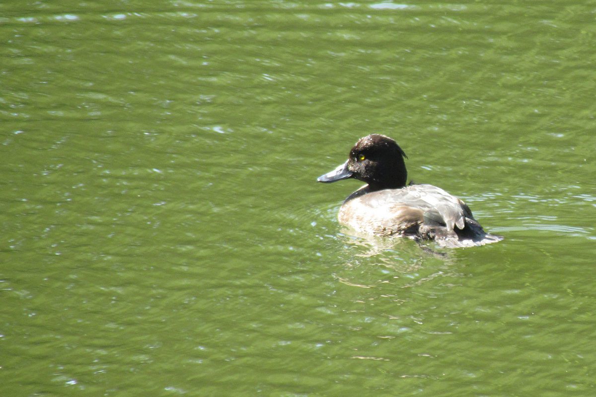 キンクロハジロ