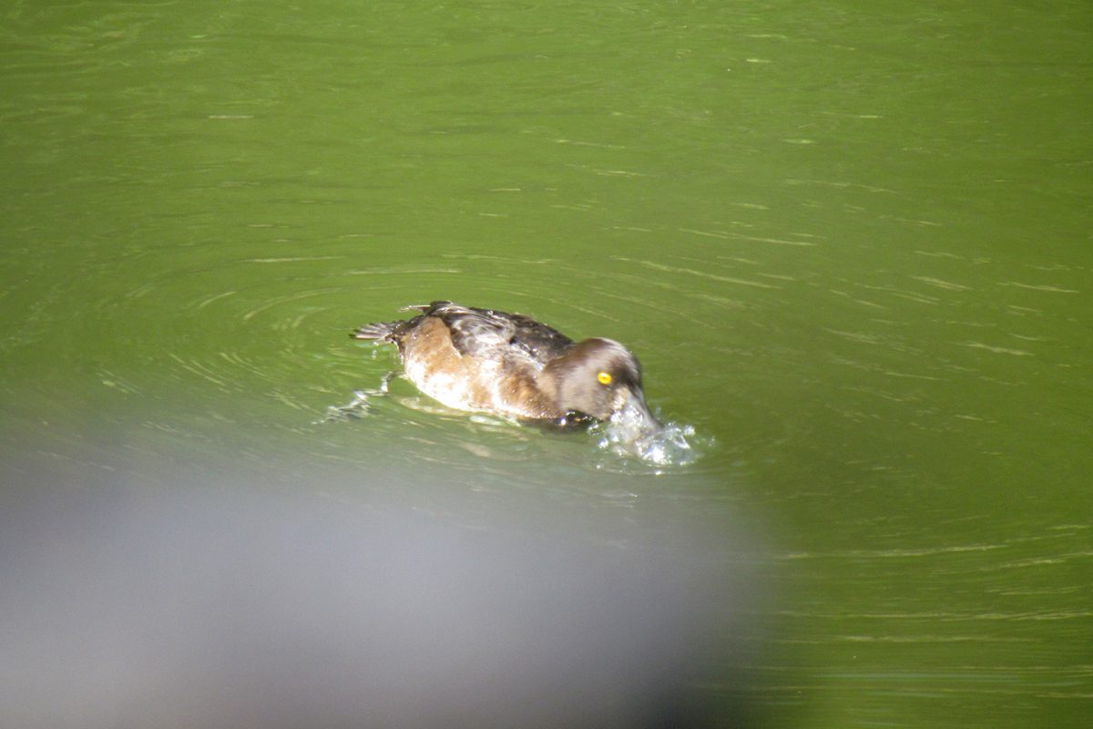 キンクロハジロ