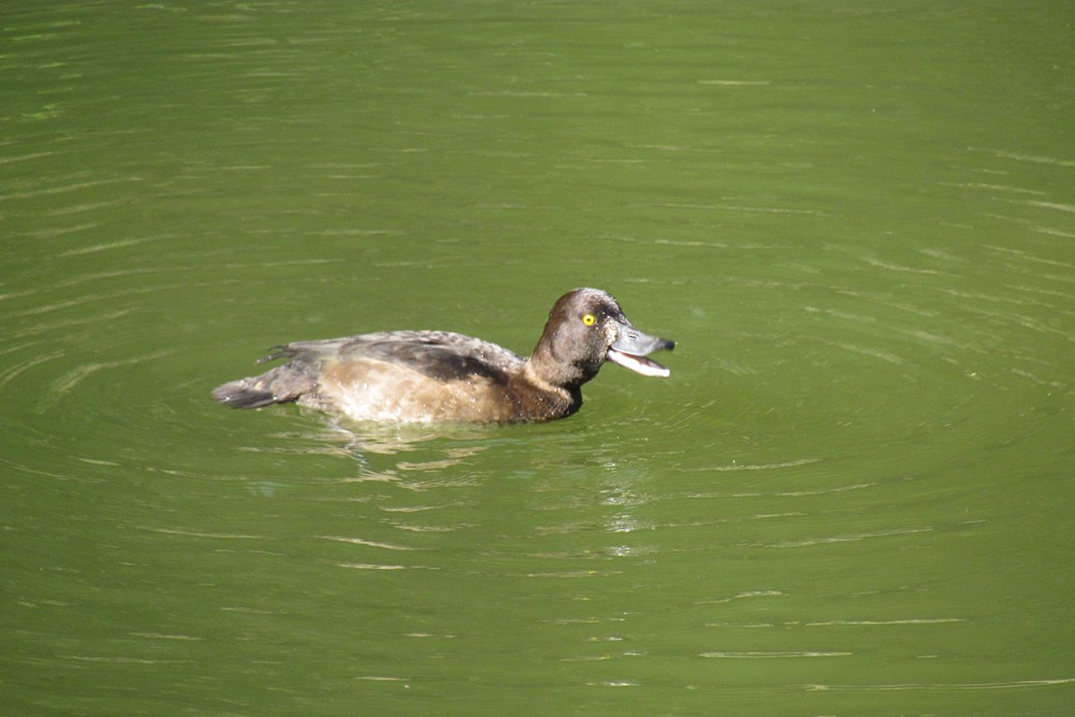 キンクロハジロ
