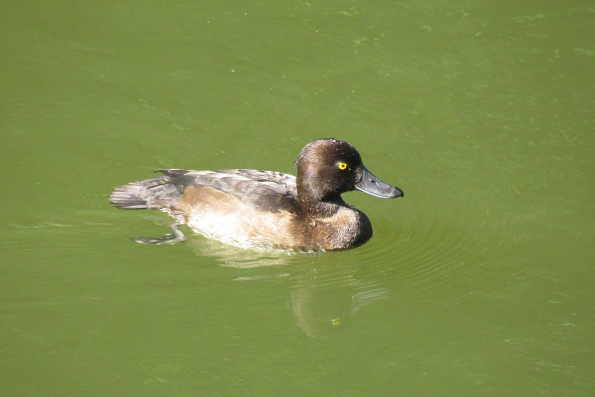 キンクロハジロ