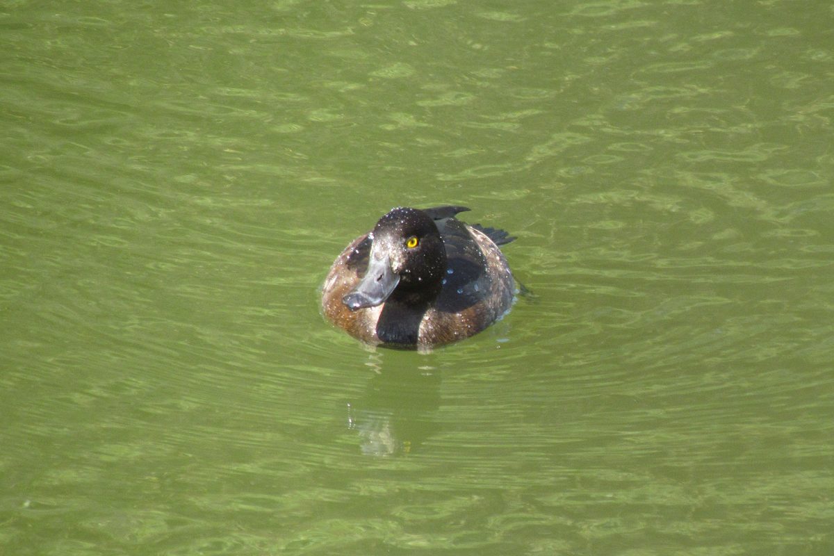 キンクロハジロ