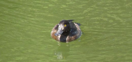 キンクロハジロ