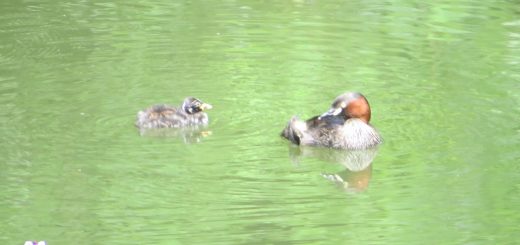 カイツブリ親子