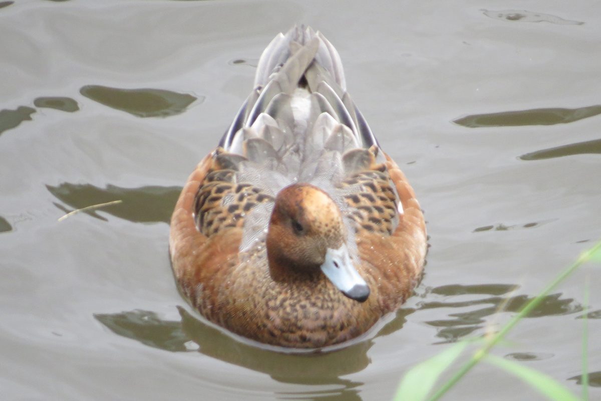 ヒドリガモ雄正面