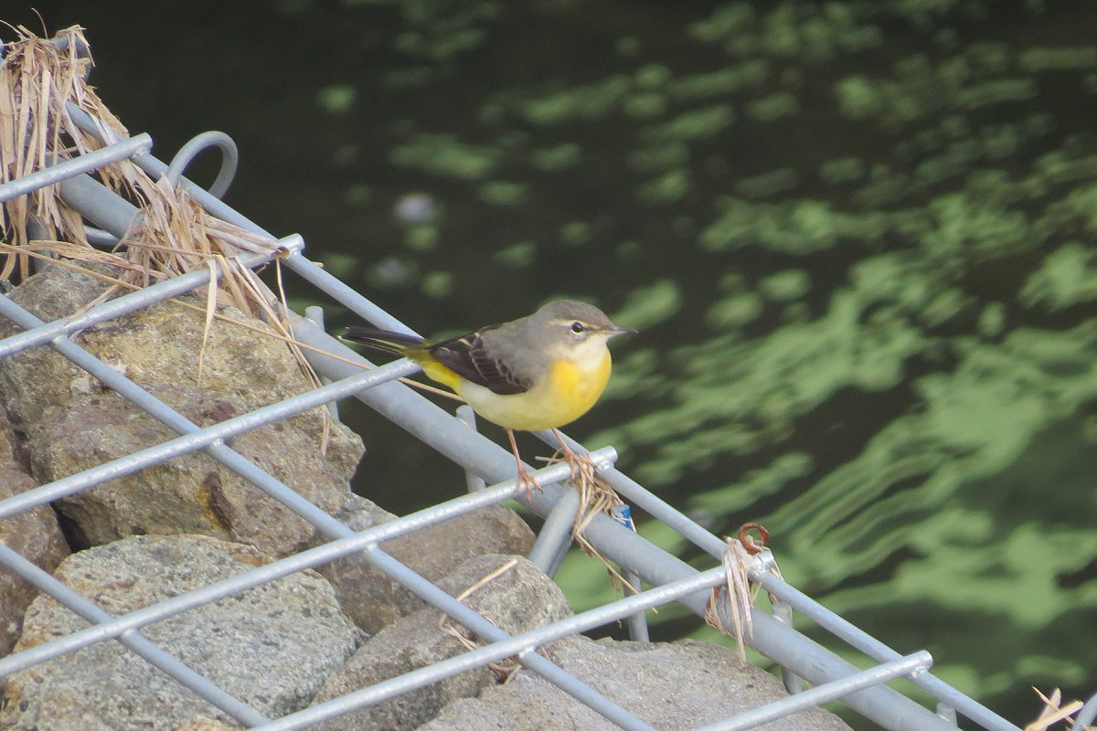 キセキレイ護岸壁にて