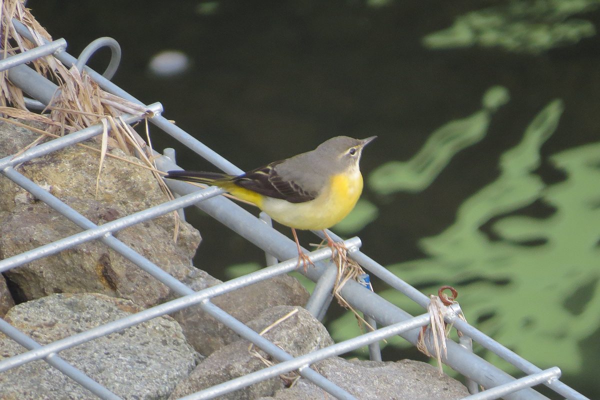 キセキレイ護岸壁にて