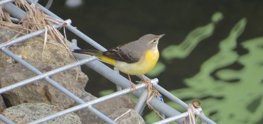 キセキレイ護岸壁にて