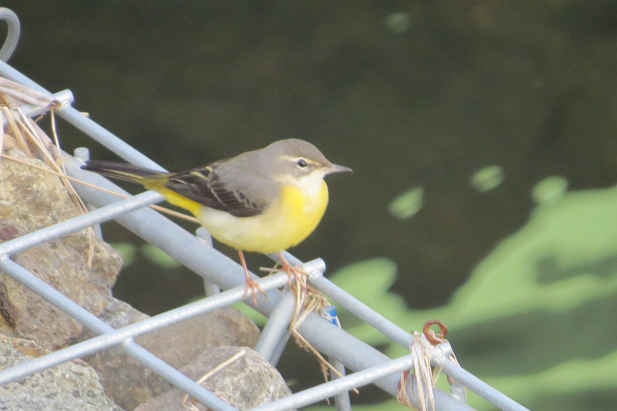 キセキレイ護岸壁にて