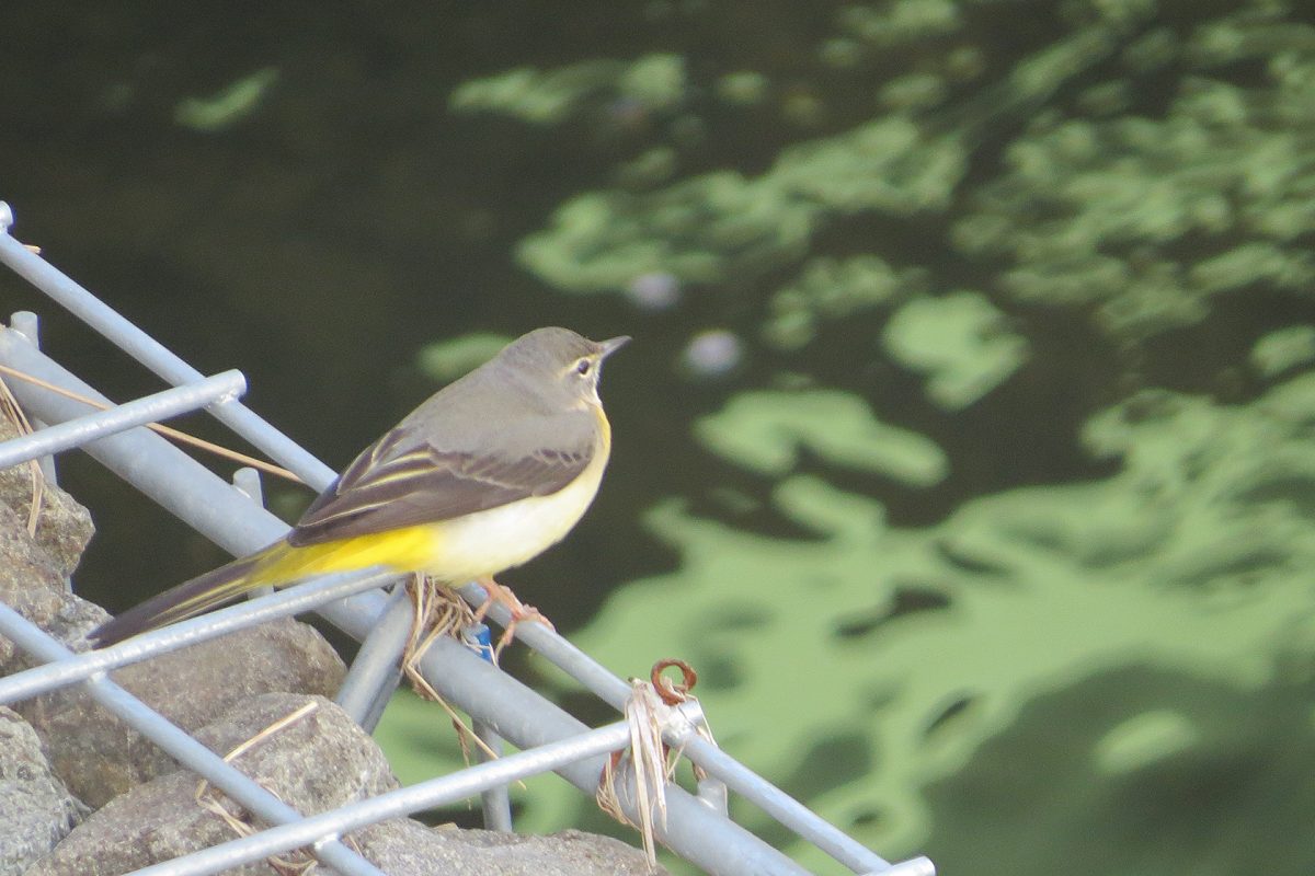 キセキレイ護岸壁にて