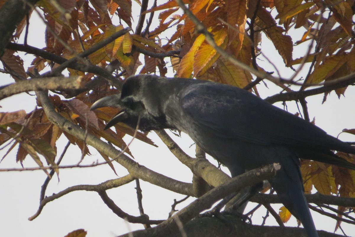 ハシブトガラス鳴く