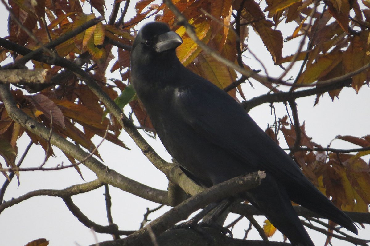 ハシブトガラス