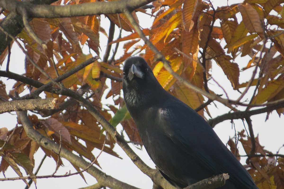 ハシブトガラス