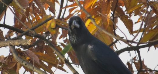 ハシブトガラス