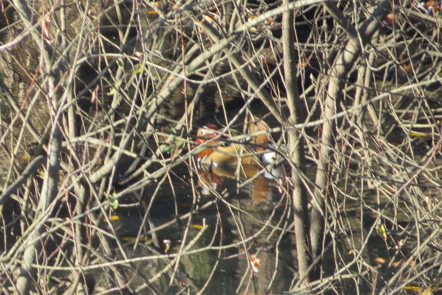 オシドリデジタルズーム