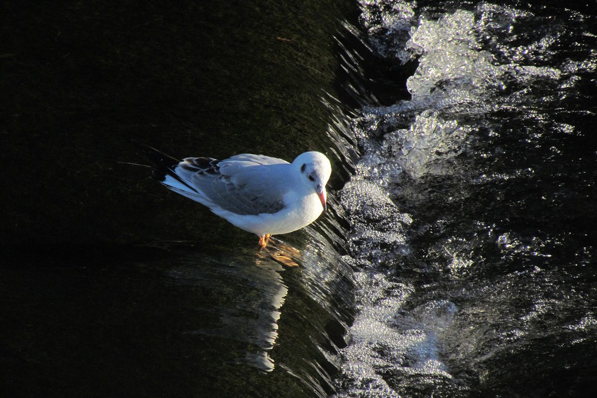 ユリカモメ川面