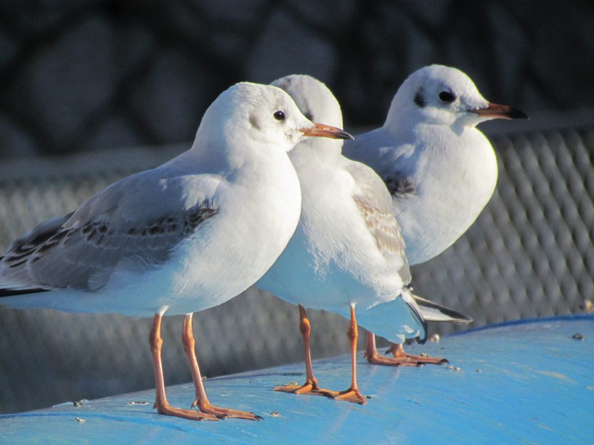 ユリカモメ三羽