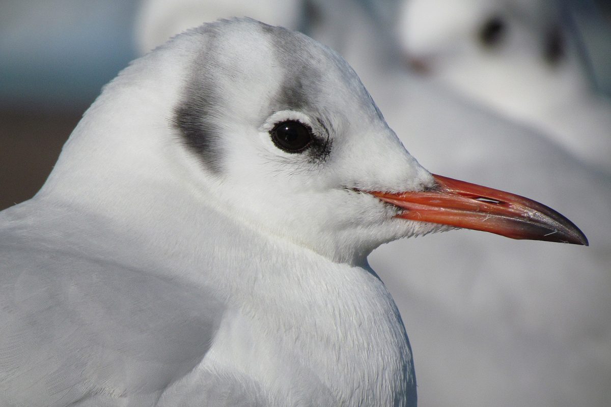 ユリカモメアップ