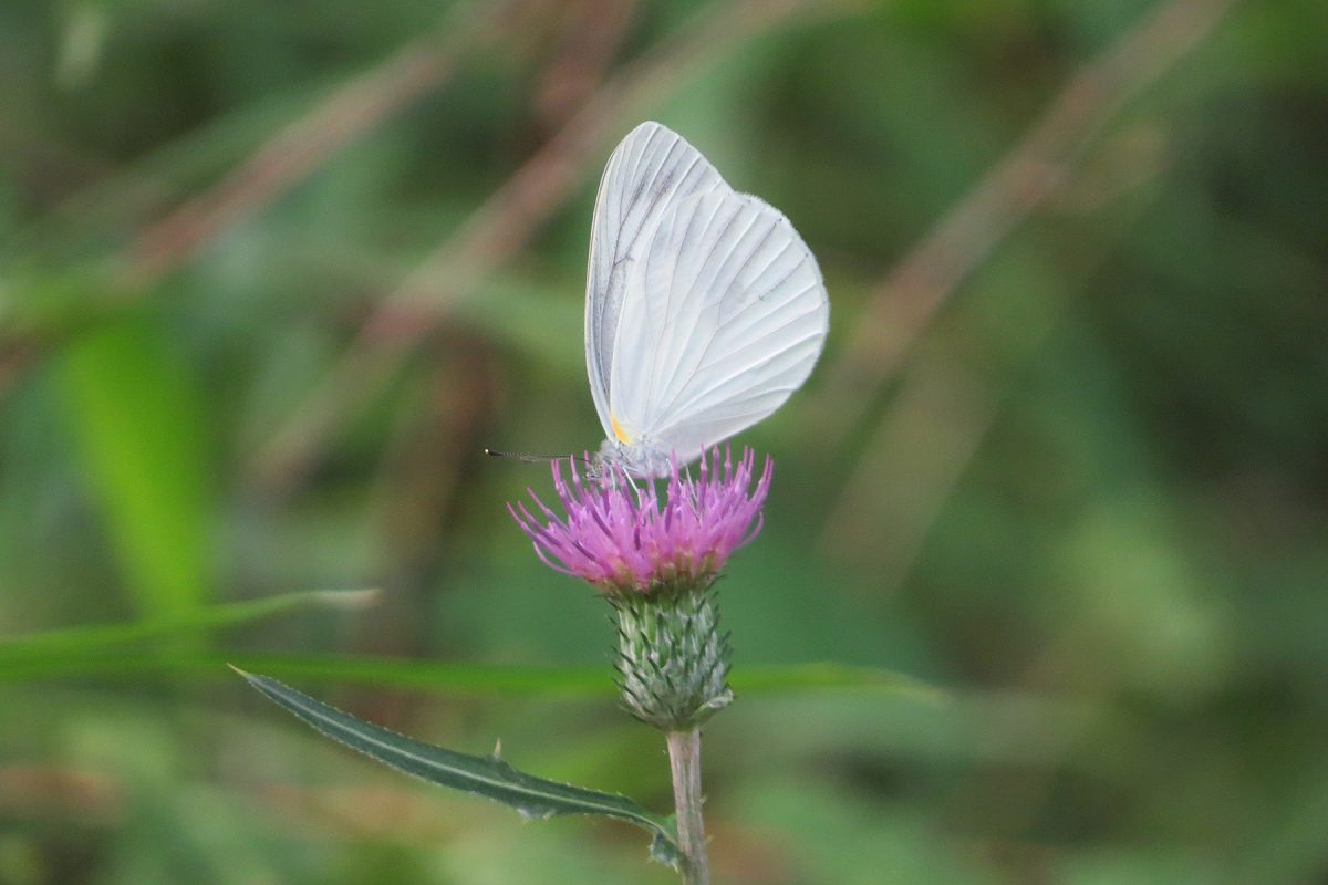 モンシロチョウ