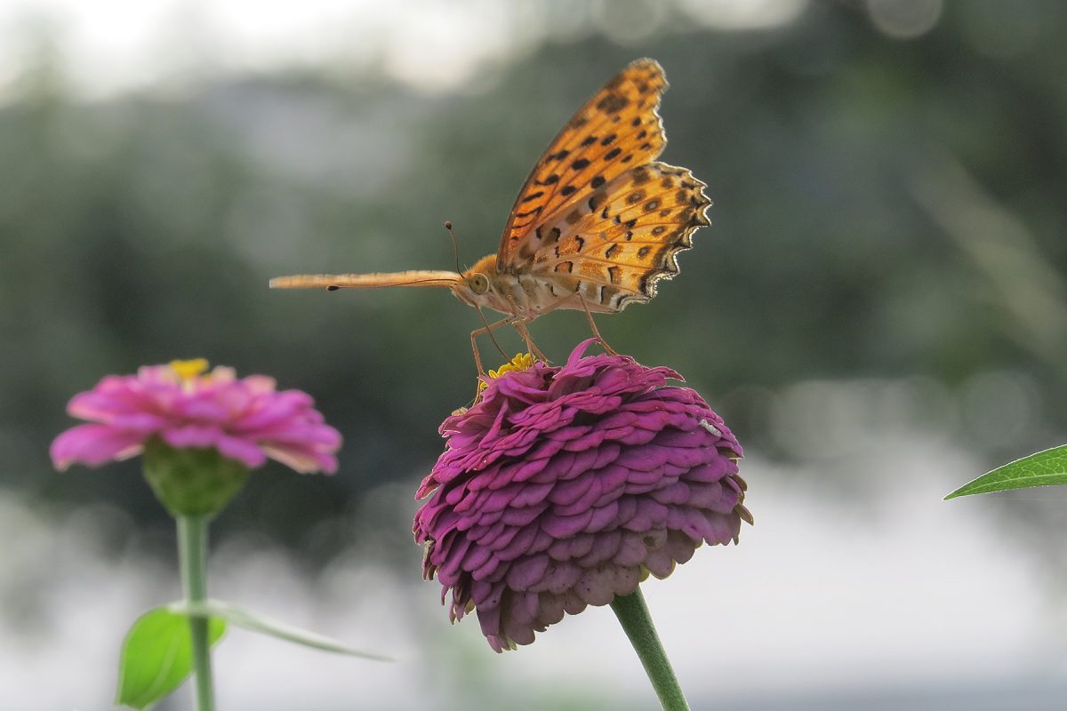 ヒョウモンチョウ