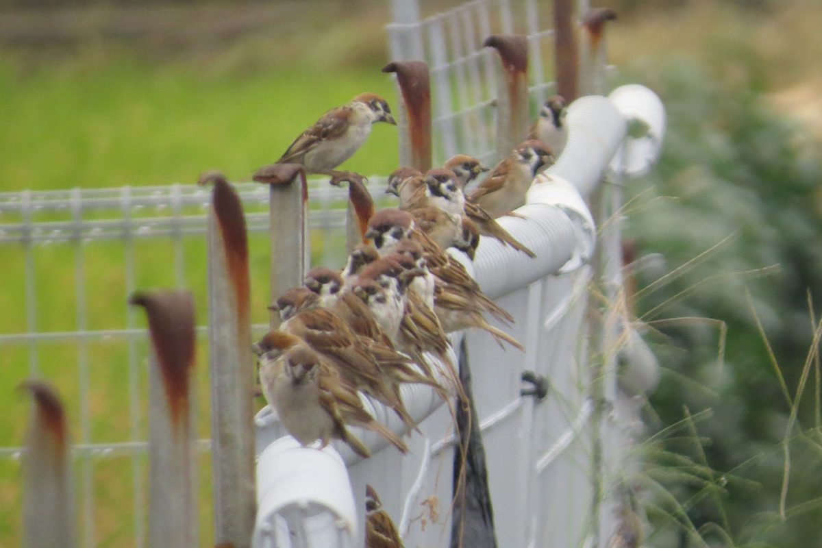 スズメ柵の上たくさん