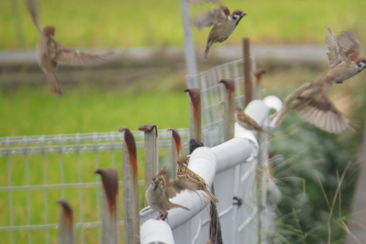 スズメ柵の上たくさん