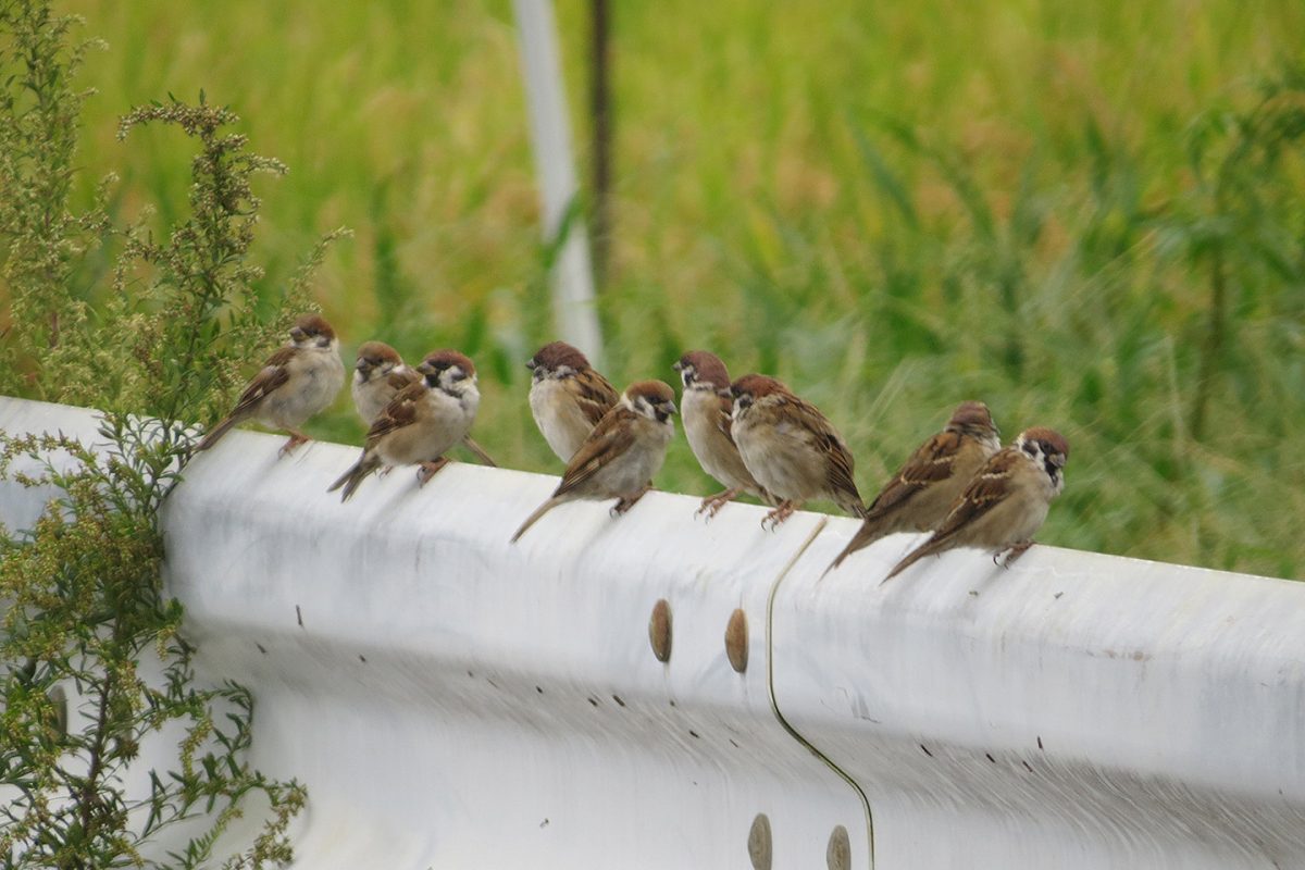 スズメガードレール