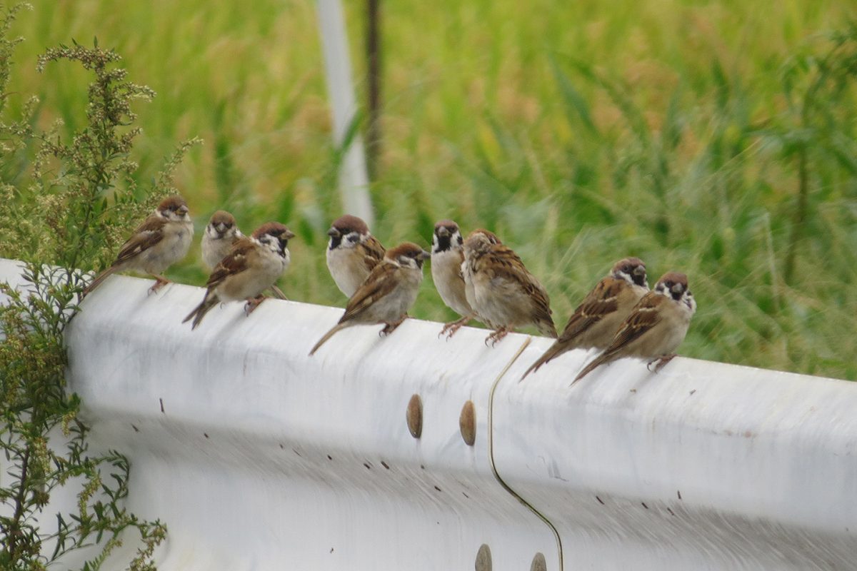 スズメガードレール
