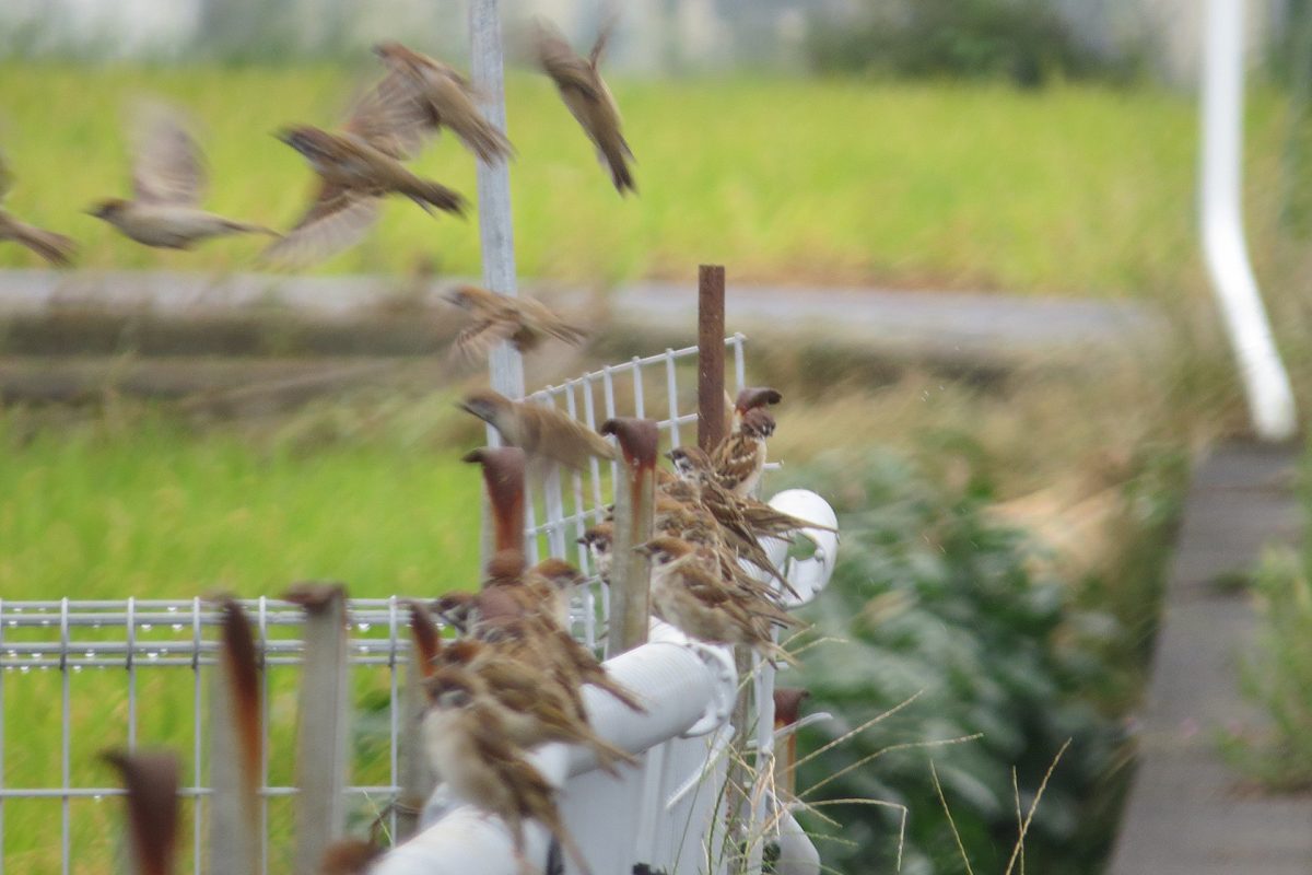 スズメ柵の上たくさん