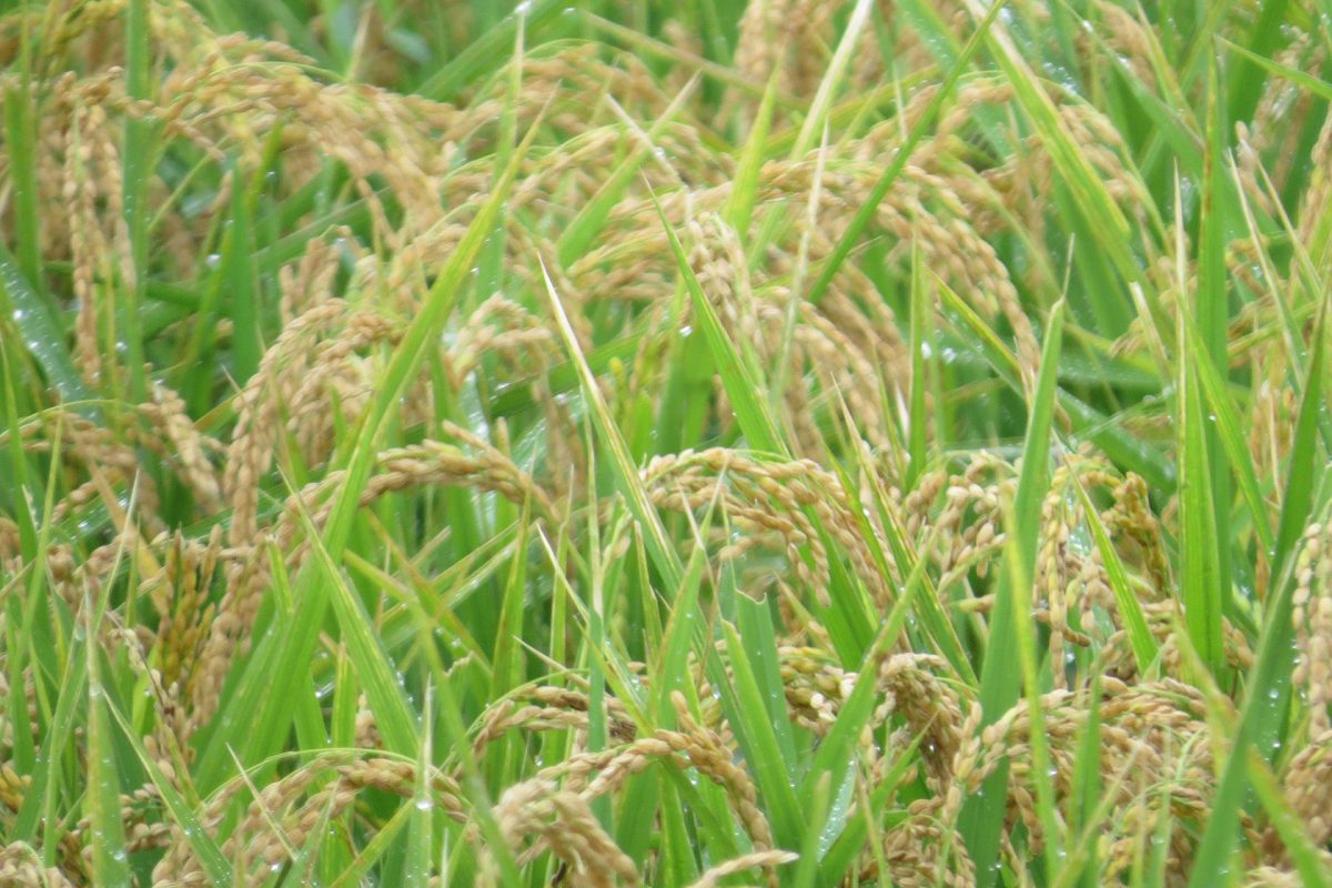 実りの田んぼ