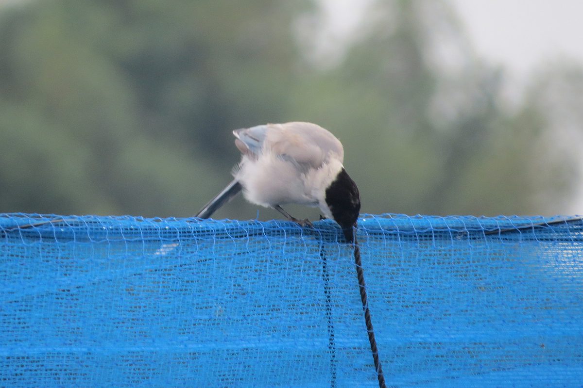 オナガネットが気になる