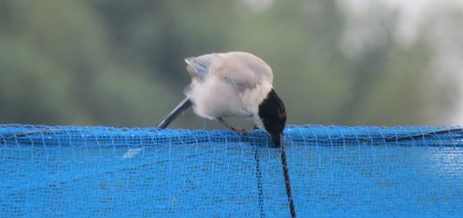 オナガネットが気になる