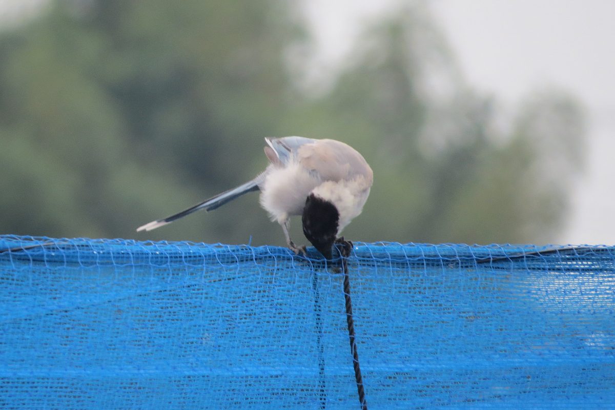 オナガネットが気になる