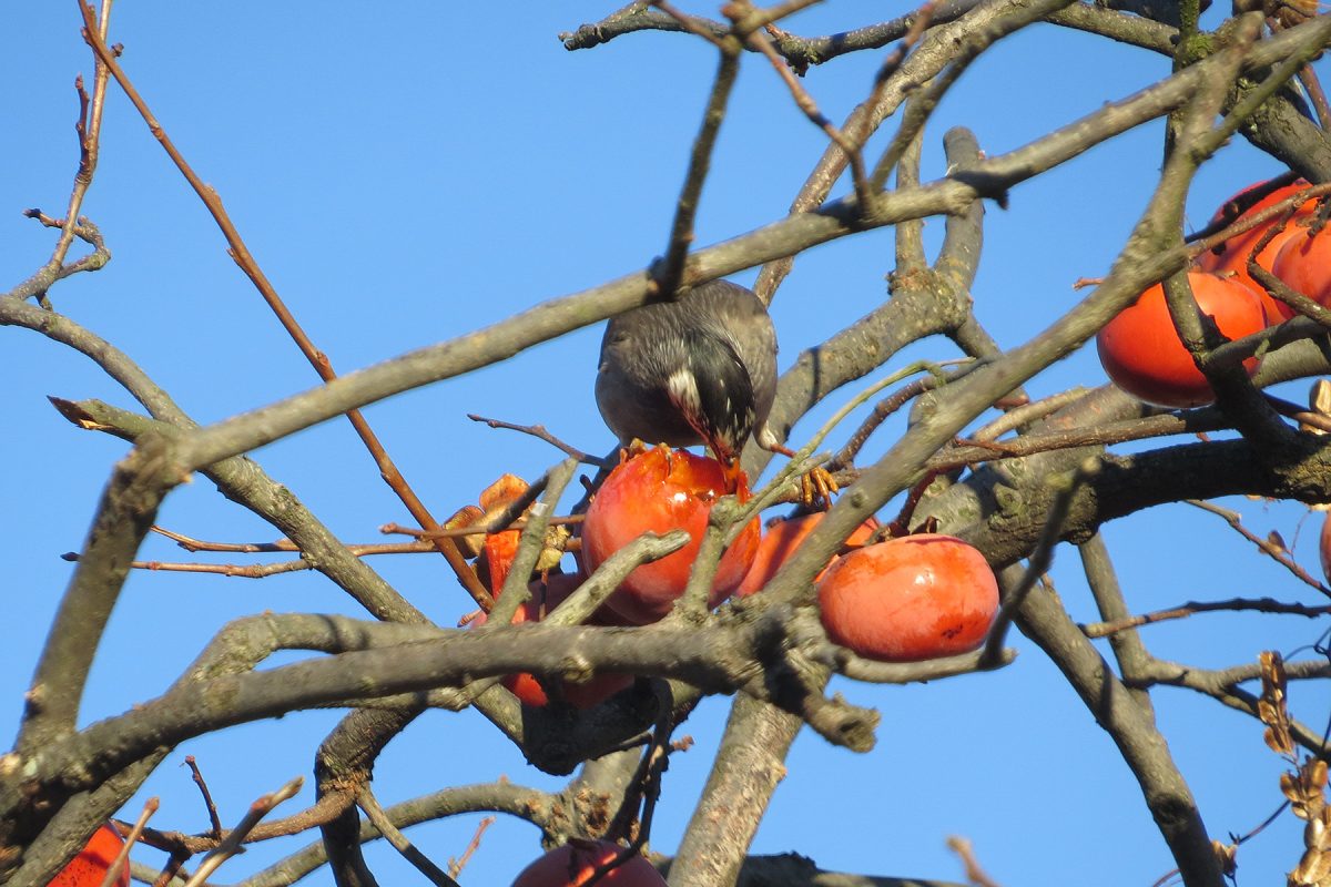 ムクドリ柿を食べる