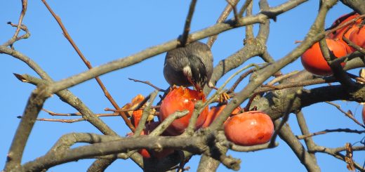 ムクドリ柿を食べる