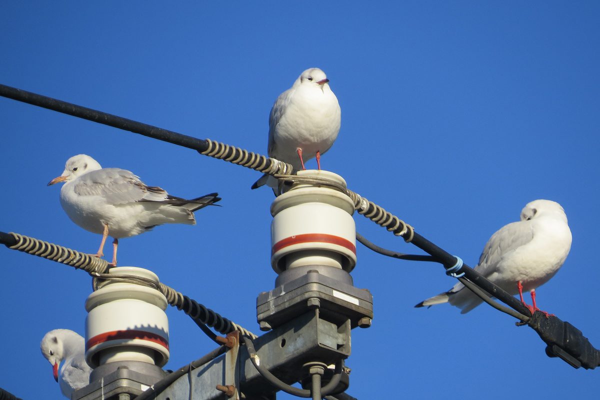 ユリカモメ電線