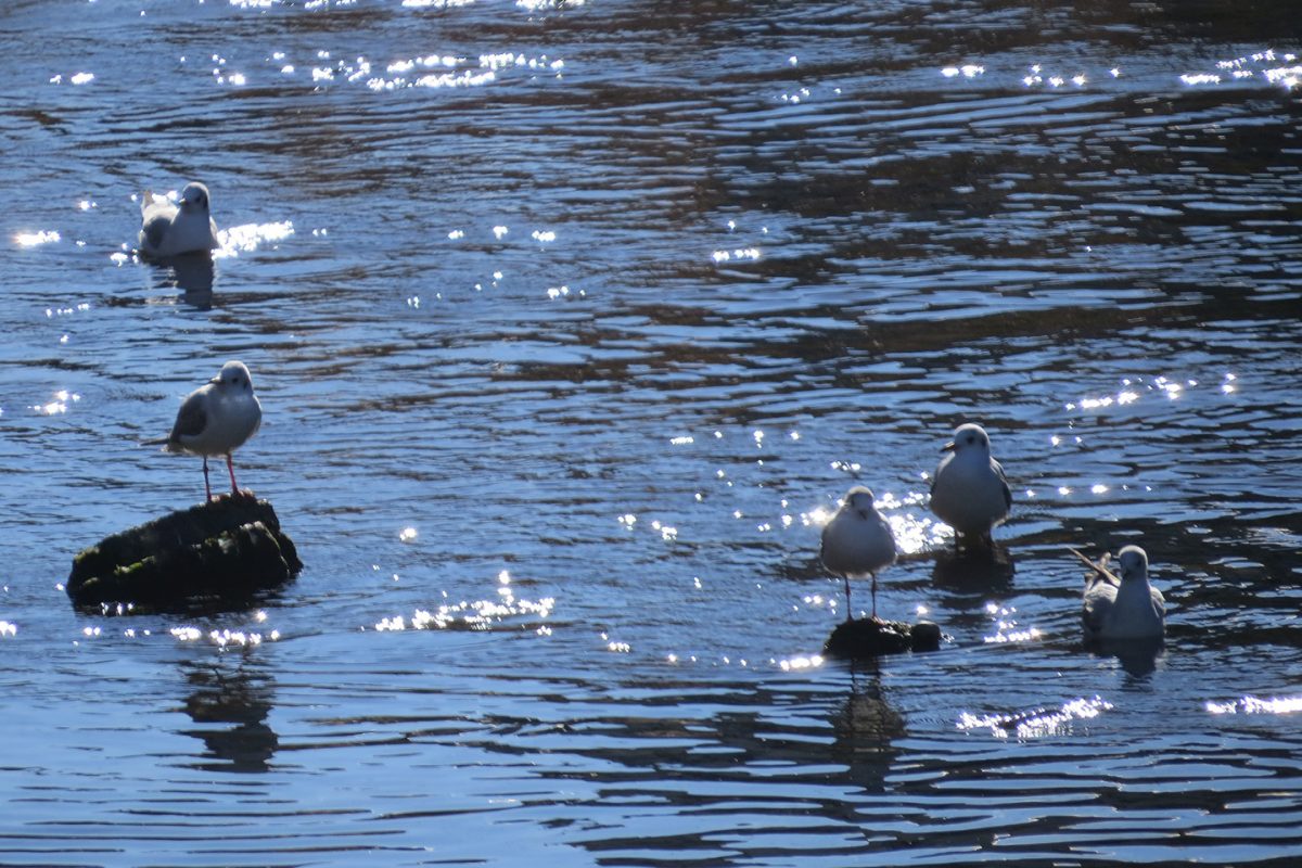 ユリカモメ川面