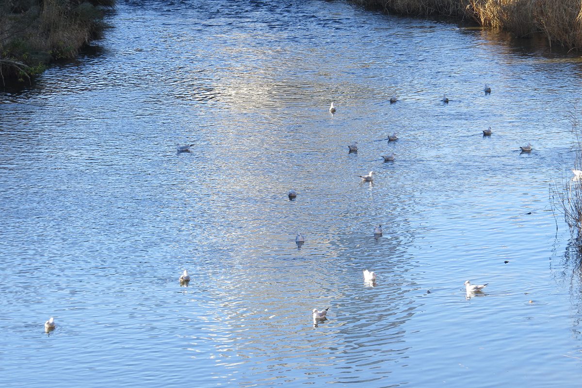 ユリカモメ川面たくさん
