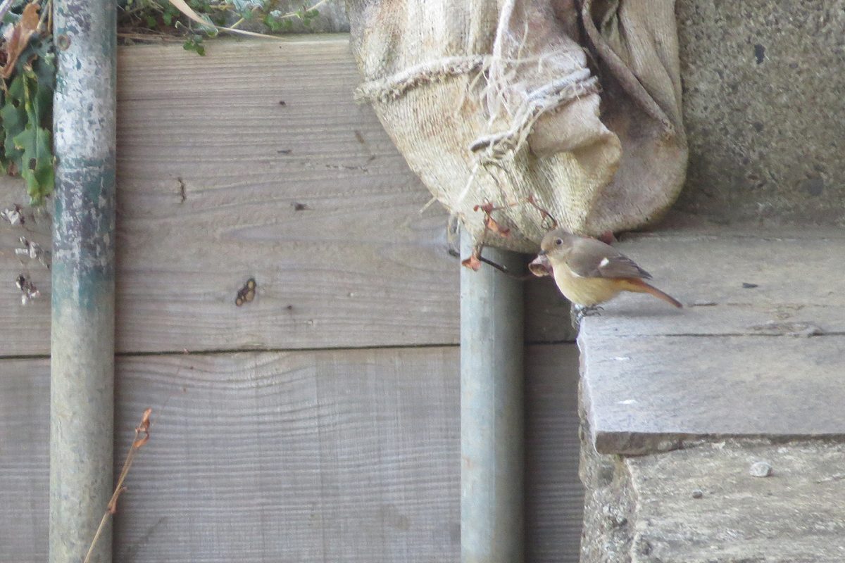 ジョウビタキ雌