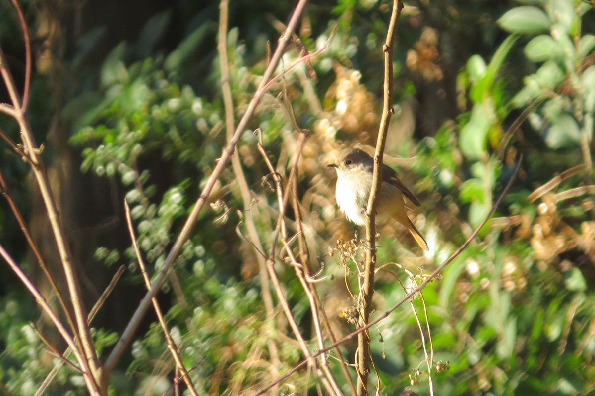 ジョウビタキ雌