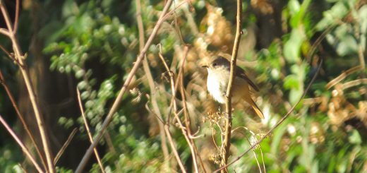 ジョウビタキ雌