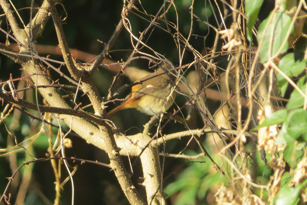 ジョウビタキ雌